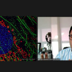 Crean en la UNAM Algoritmo que mejora imágenes fluorescentes con superresolución