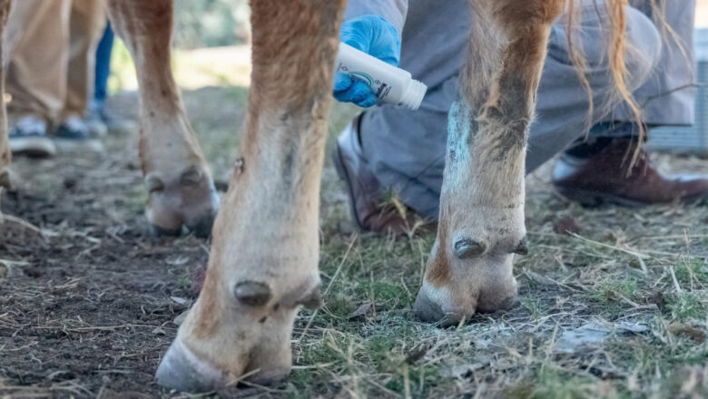 Brote del gusano barrenador en Michoacán y Veracruz exhibe la incompetencia de Morena, advierte Alejandro Moreno