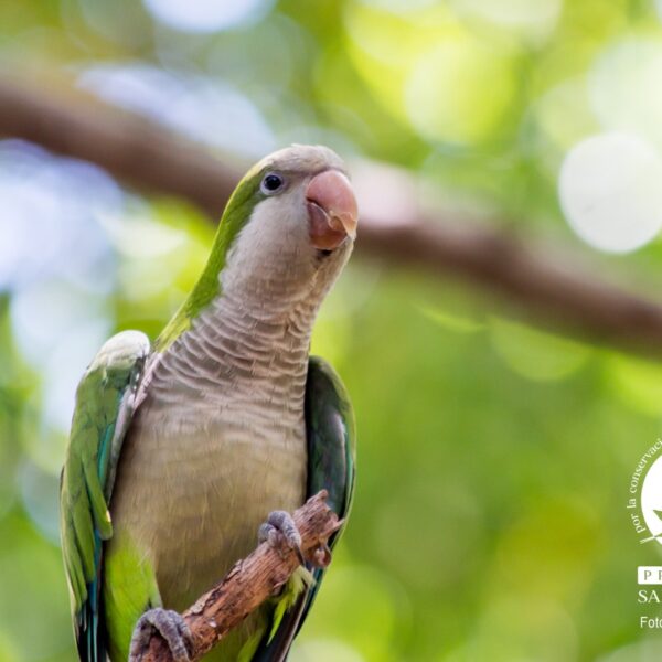 Nueve especies de loros, pericos y guacamayas en Mérida: resultados del monitoreo ciudadano, recomendaciones y nuevos estudios