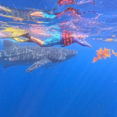 Los mejores lugares del mundo para avistar ballenas: Islandia, Australia, México, Sudáfrica y Tonga