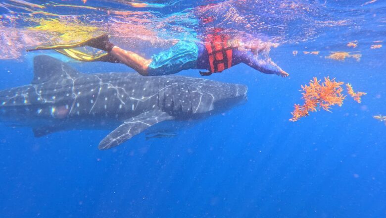 Los mejores lugares del mundo para avistar ballenas: Islandia, Australia, México, Sudáfrica y Tonga