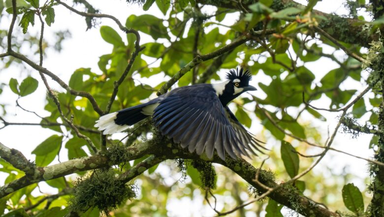 ¿Dónde observar a la chara pinta? Nayarit resguarda una de las aves endémicas más especiales de México
